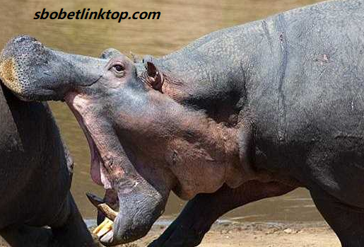 Giải mã giấc mơ thấy hà mã